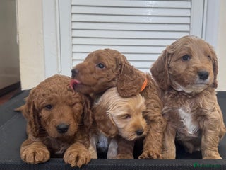 Cockapoo dogs - Advert 3