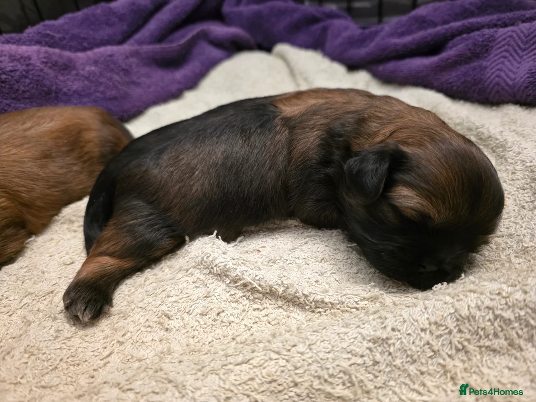 Shih Tzu dogs for sale: Two Beautiful Full Pedigree Shih Tzu Girls - Advert 19