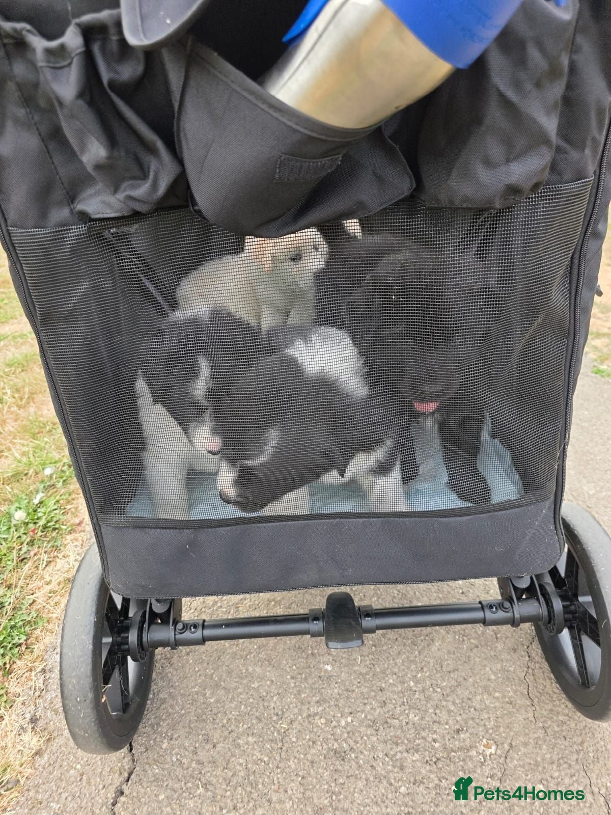 Mixed Breed dogs Beautiful rare Retriever/Collie & Samoyed Puppies. - Advert 2