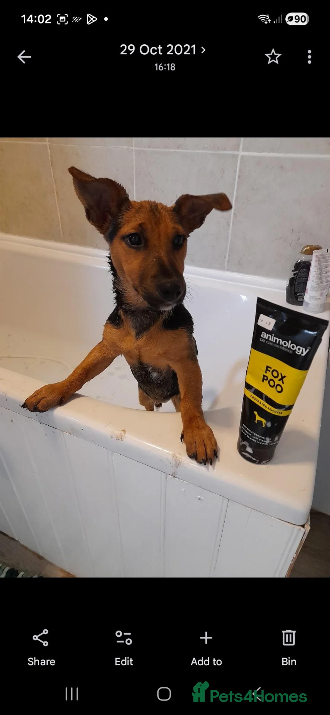 Jack Russell dogs for stud: Jack Russell for stud in Hull - Advert 29