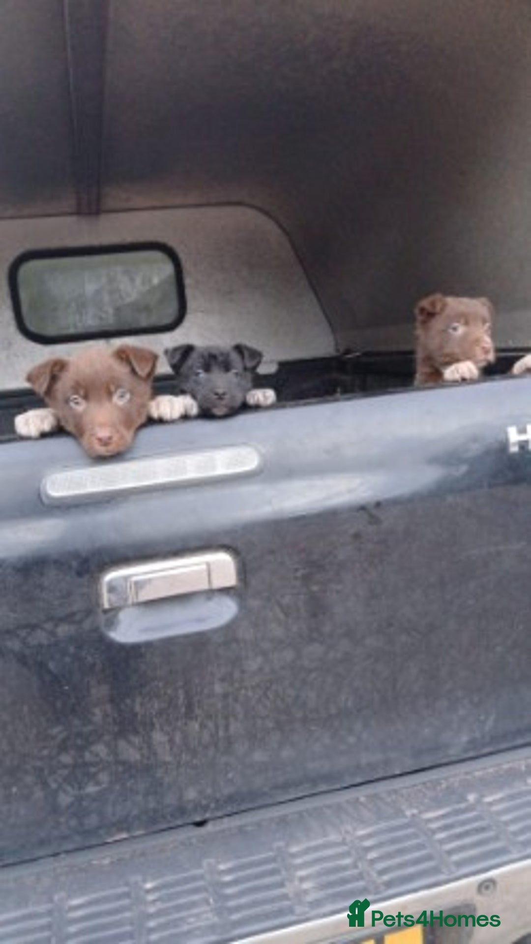 Mixed Breed dogs for sale: brown collie puppies (1 black) - Advert 18