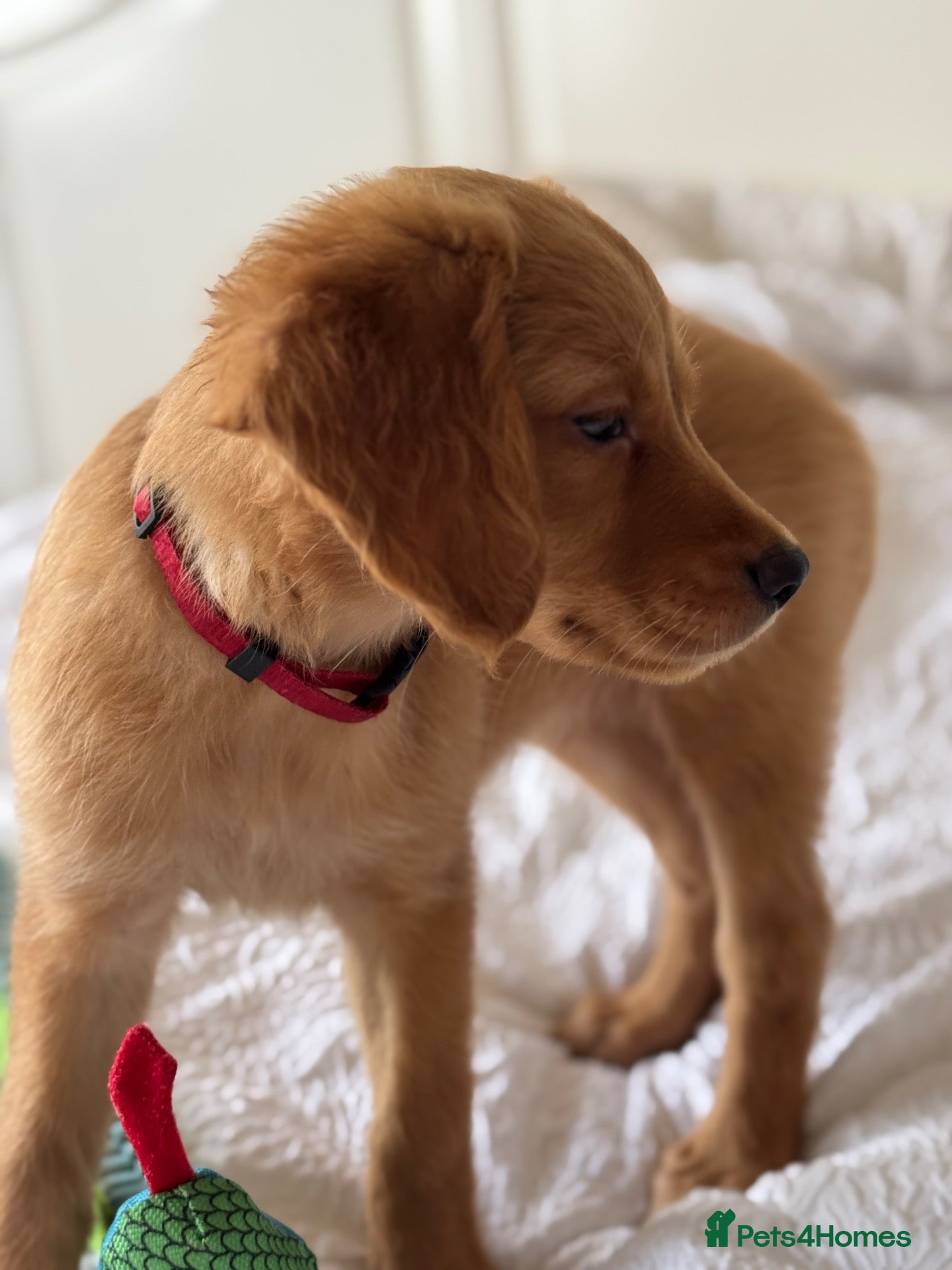 Golden Retriever dogs *READY* KC Registered Dark Golden Retrievers - Advert 1