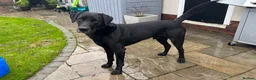 Labrador Retriever dogs for stud: Working Black Labrador Stud - Advert 13
