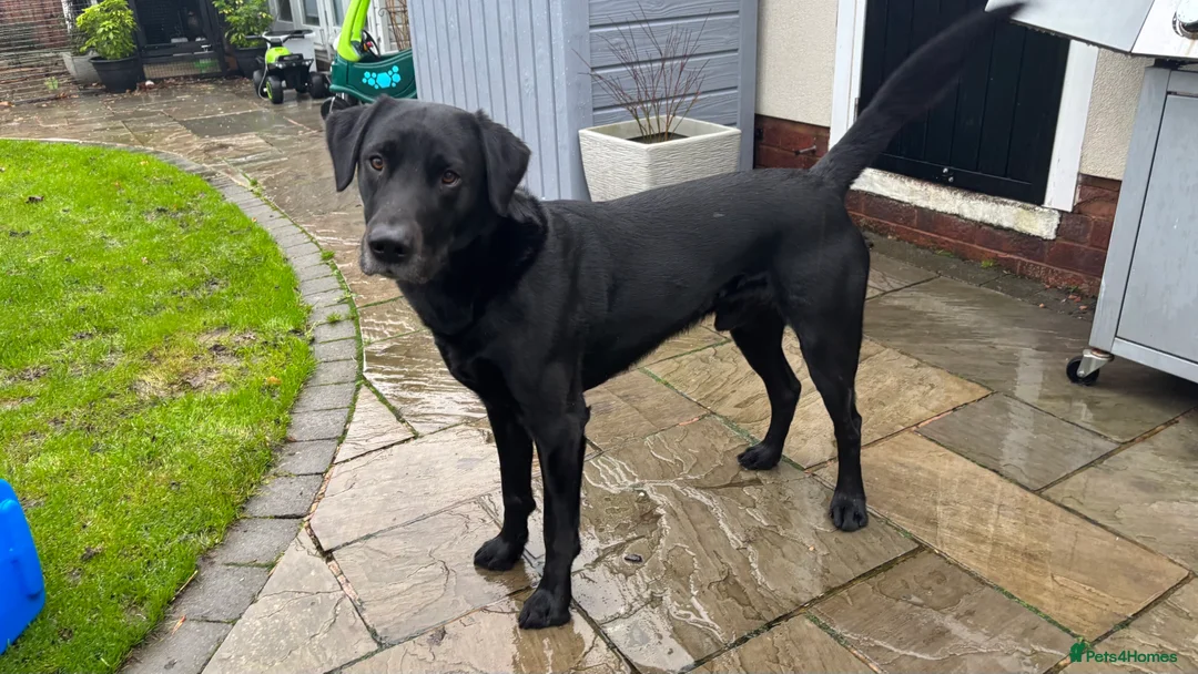 Labrador Retriever dogs for stud: Working Black Labrador Stud - Advert 13