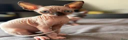 Sphynx cats for sale: Beautiful sphinx kittens  - Advert 9