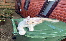 Maine Coon cats for sale: Maine Coon Gccf in Boston - Image 2