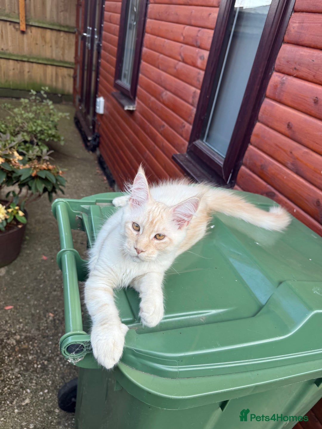Maine Coon cats for sale: Maine Coon Gccf in Boston - Image 2