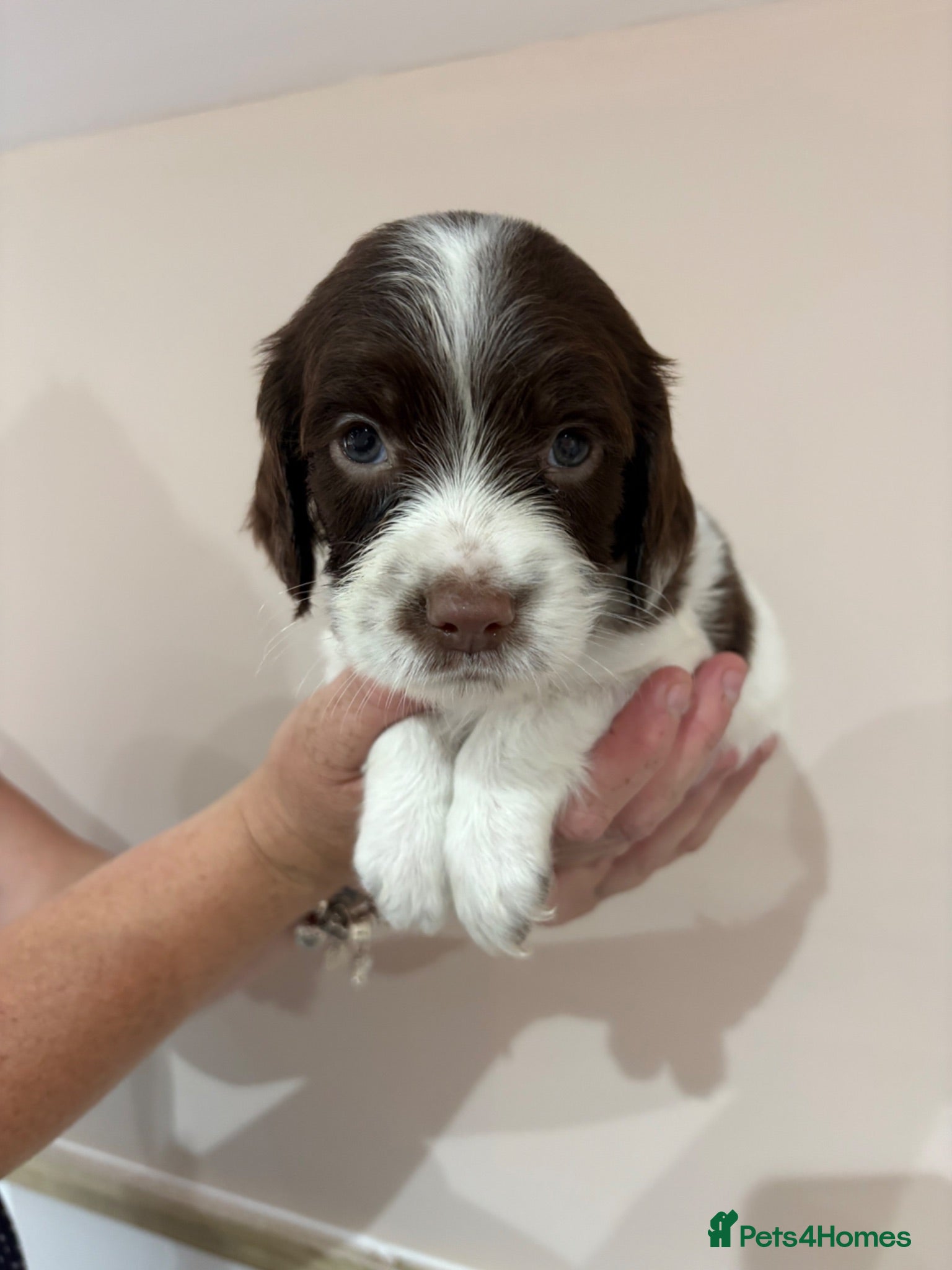 English Springer Spaniel dogs  KC registered English springer spaniel puppies - Advert 2