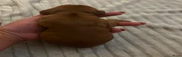 Cocker Spaniel dogs for sale: 2 golden cocker spaniel females - Advert 6
