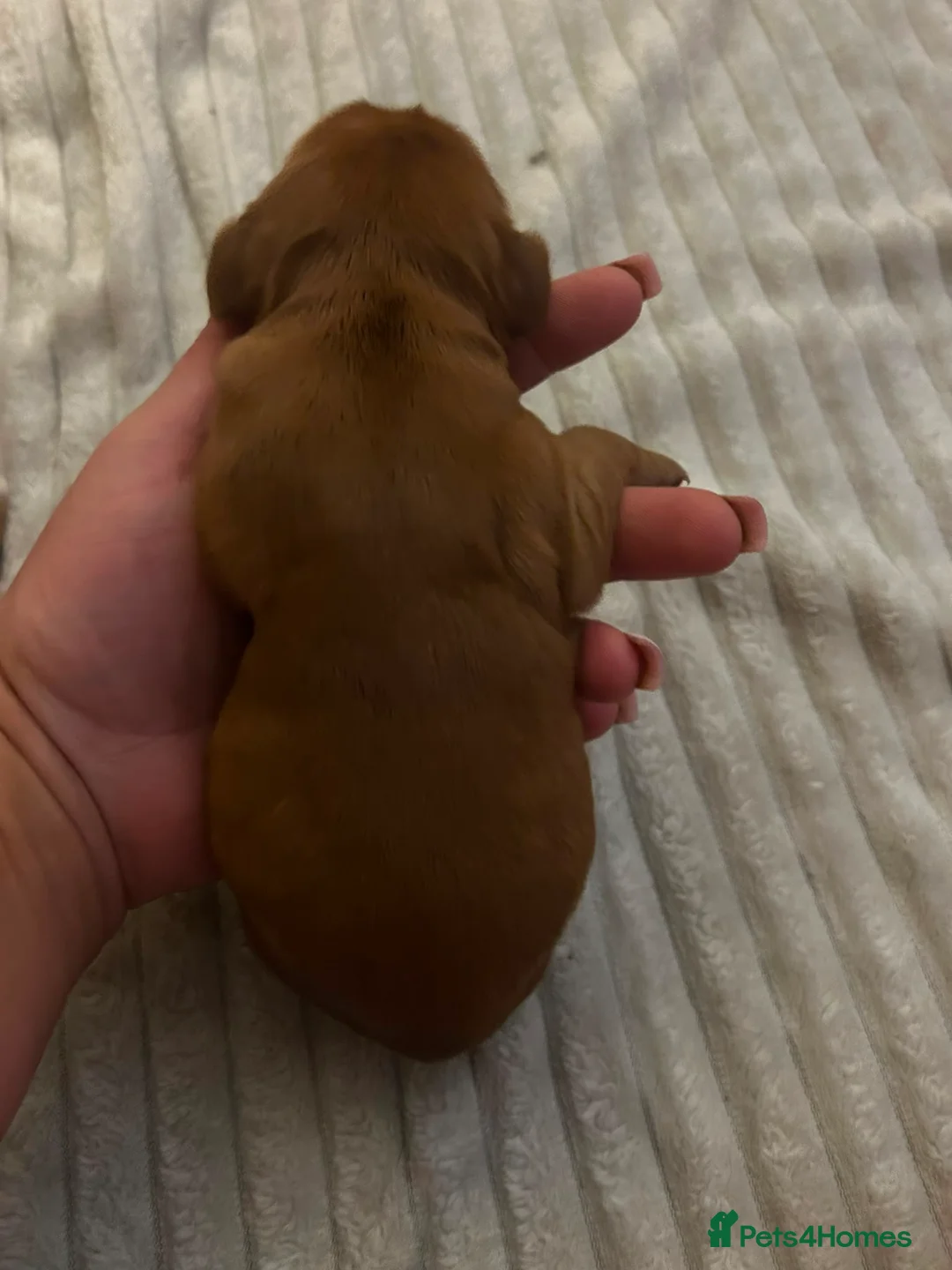 Cocker Spaniel dogs for sale: 2 golden cocker spaniel females - Advert 6