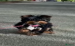 Yorkshire Terrier dogs for sale: Yorkshire terrier female  - Advert 1