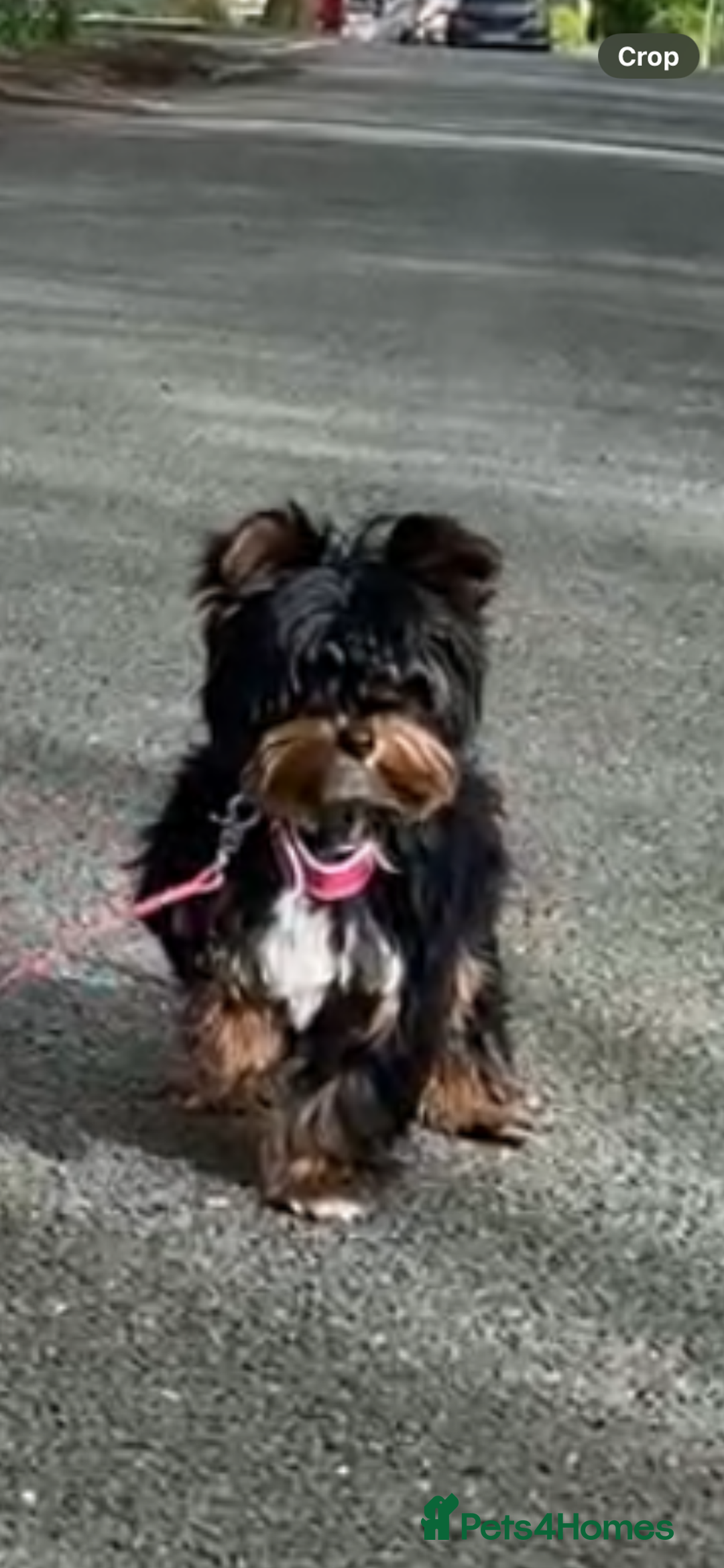 Yorkshire Terrier dogs for sale: Yorkshire terrier female  - Advert 1