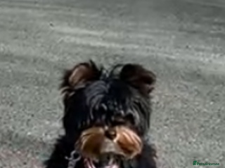 Yorkshire Terrier dogs Yorkshire terrier female - Advert 9
