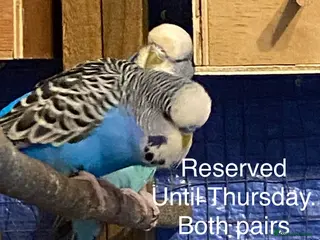 Budgerigars birds Reserved 2 pairs of Budgies for sale - Advert 17