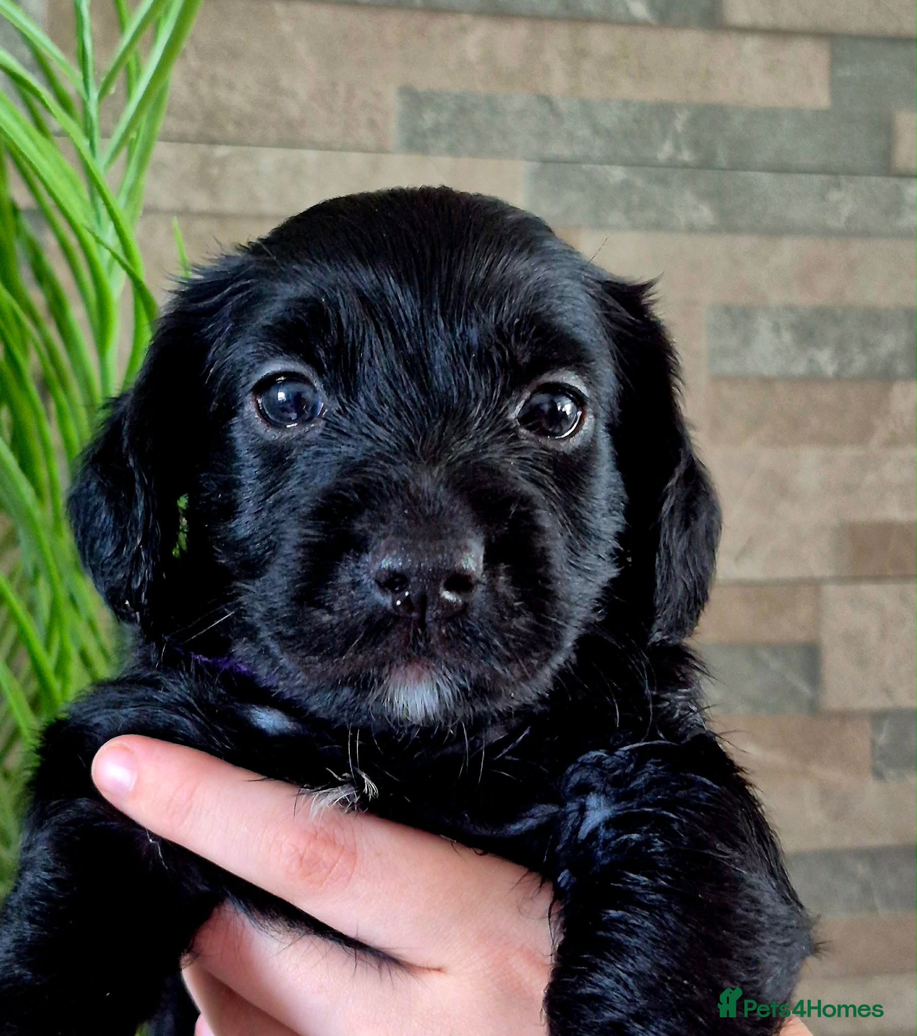 Mixed Breed dogs Yorkiepoo’s  - Advert 2