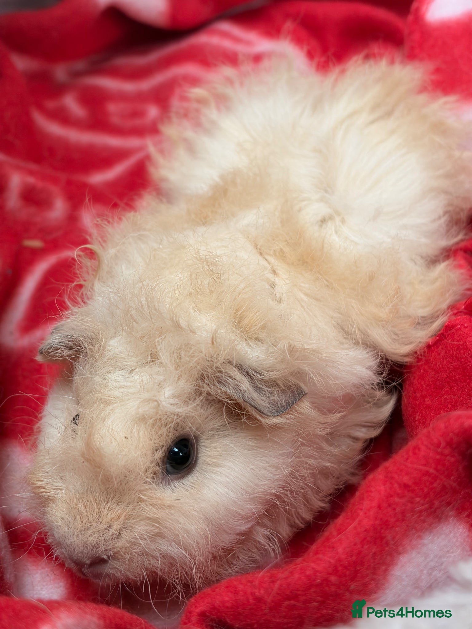 Guinea Pig rodents for sale: BEAUTIFUL BABY BOY GUINEA PIGS - Advert 17