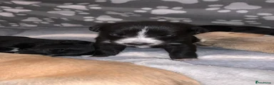 Mixed Breed Puppy 3
