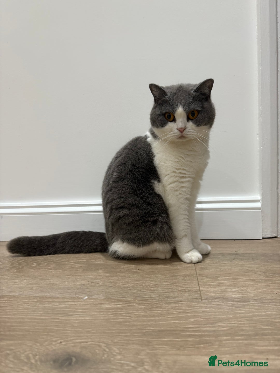 British Shorthair cats for sale: 3 British Shorthair kittens ready for loving home  - Advert 6