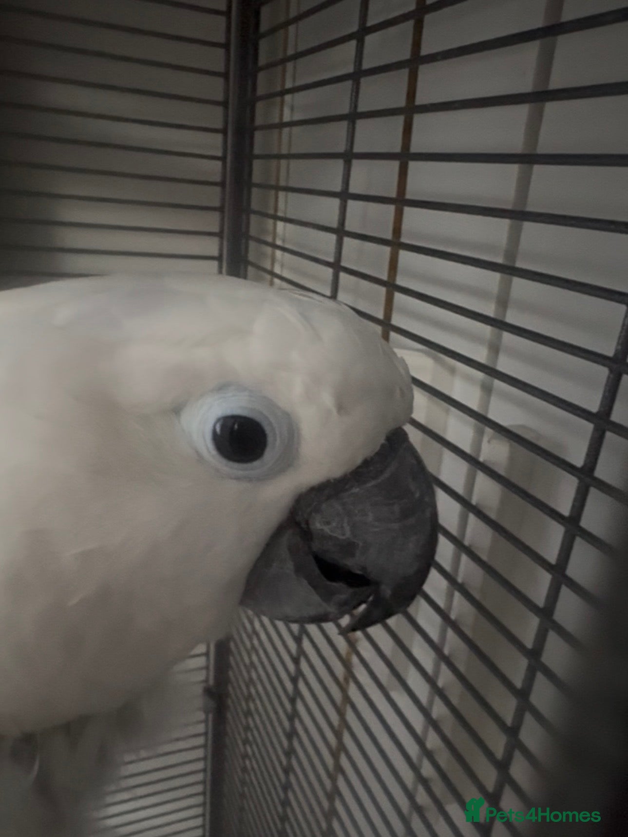 Cockatoo birds Umbrella Cockatoo  - Advert 10