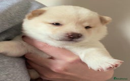 Japanese Shiba Inu dogs for sale: 🐾 Beautiful Japanese Shiba Inu Puppies  - Image 13