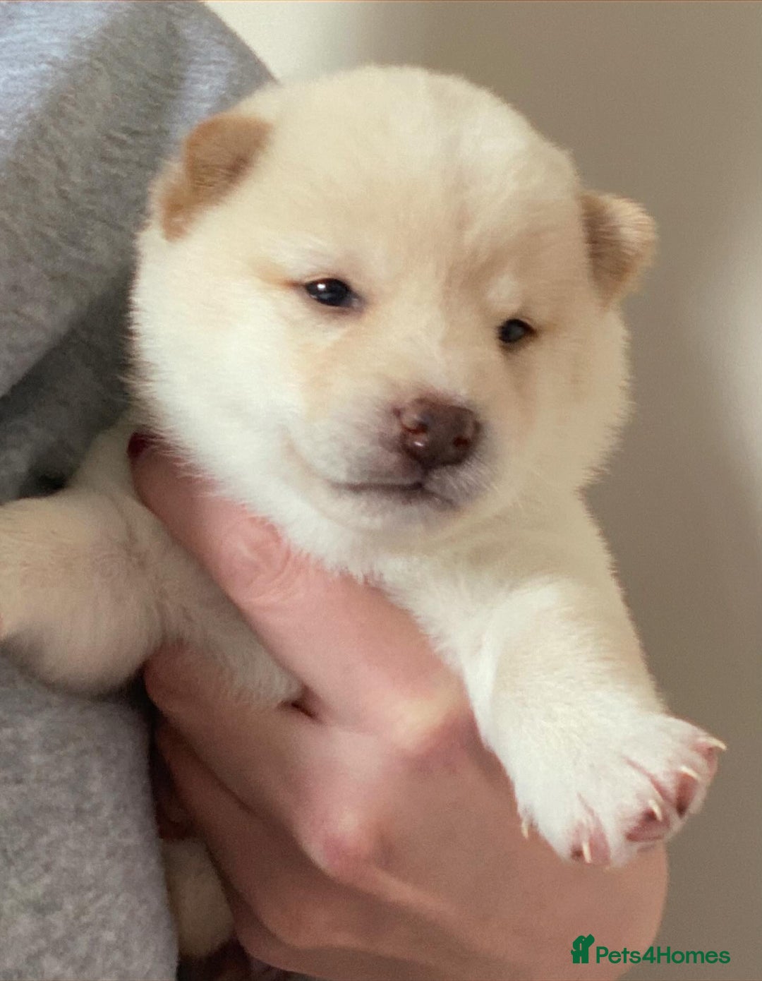 Japanese Shiba Inu dogs for sale: 🐾 Beautiful Japanese Shiba Inu Puppies  - Image 13