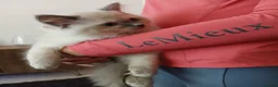 Ragdoll cats for sale: Ragdoll kittens  in Ramsgate - Advert 10