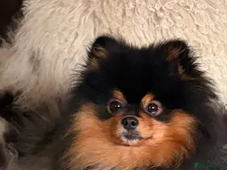 Pomeranian dogs Beautiful Black and Tan Male - Advert 2