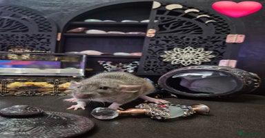 Rat rodents - Advert 7