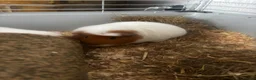 Guinea Pig rodents for sale: Pair of female Guinea Pigs for sale - Advert 3