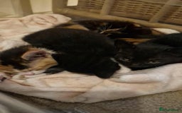Domestic Shorthair cats for sale: 2 different litters,both mothers can be seen  - Image 1