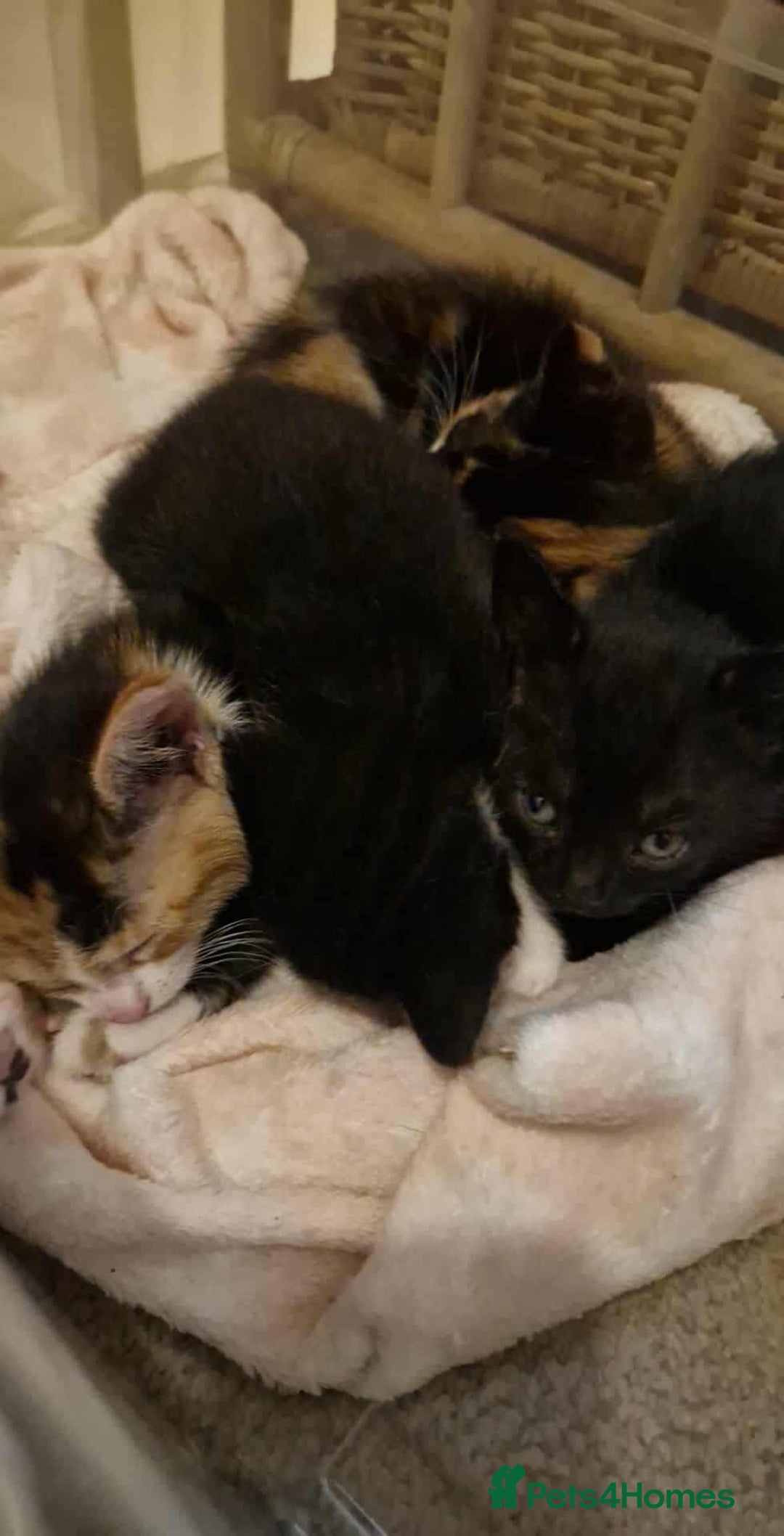 Domestic Shorthair cats for sale: 2 different litters,both mothers can be seen  - Image 1