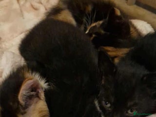 Domestic Shorthair cats - Advert 11