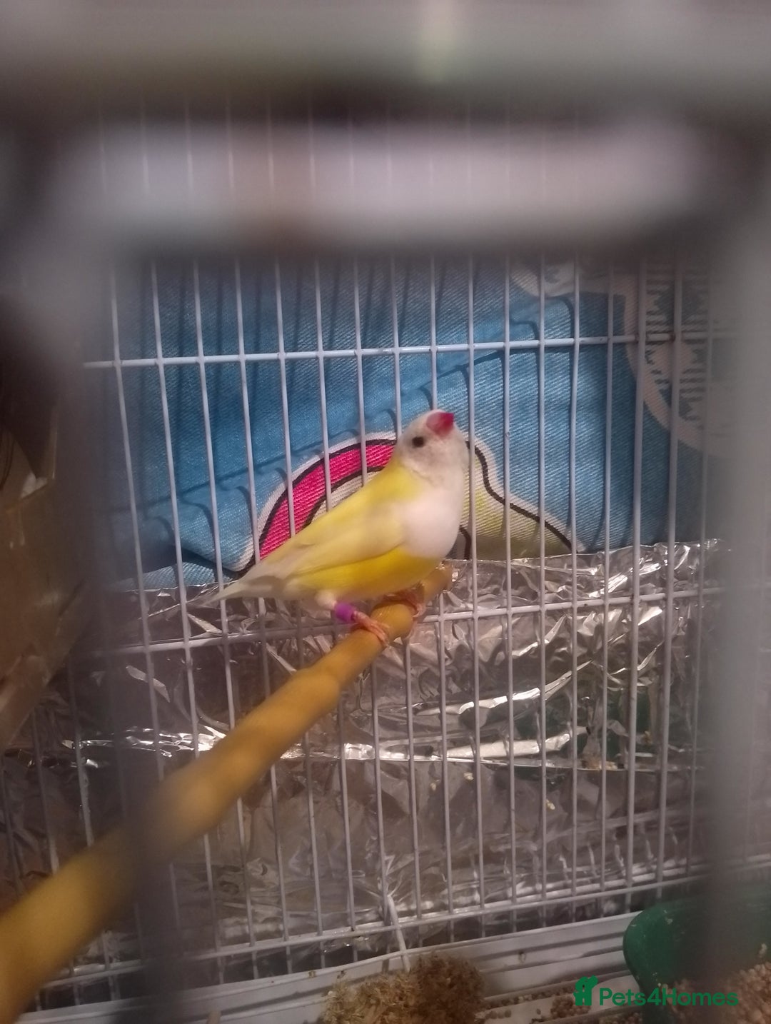 Finches birds for sale: Gouldian finches for sale  - Image 5