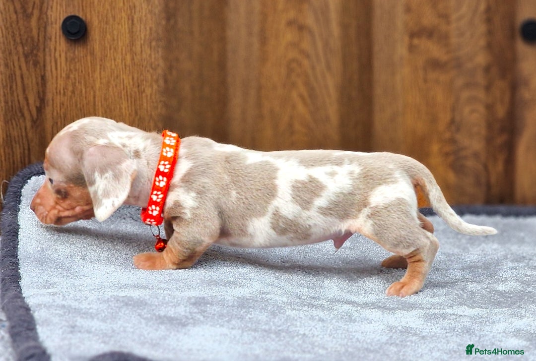 Dachshund dogs for sale: ISABELLA DAPPLE FEMALES AVAILABLE  - Image 11