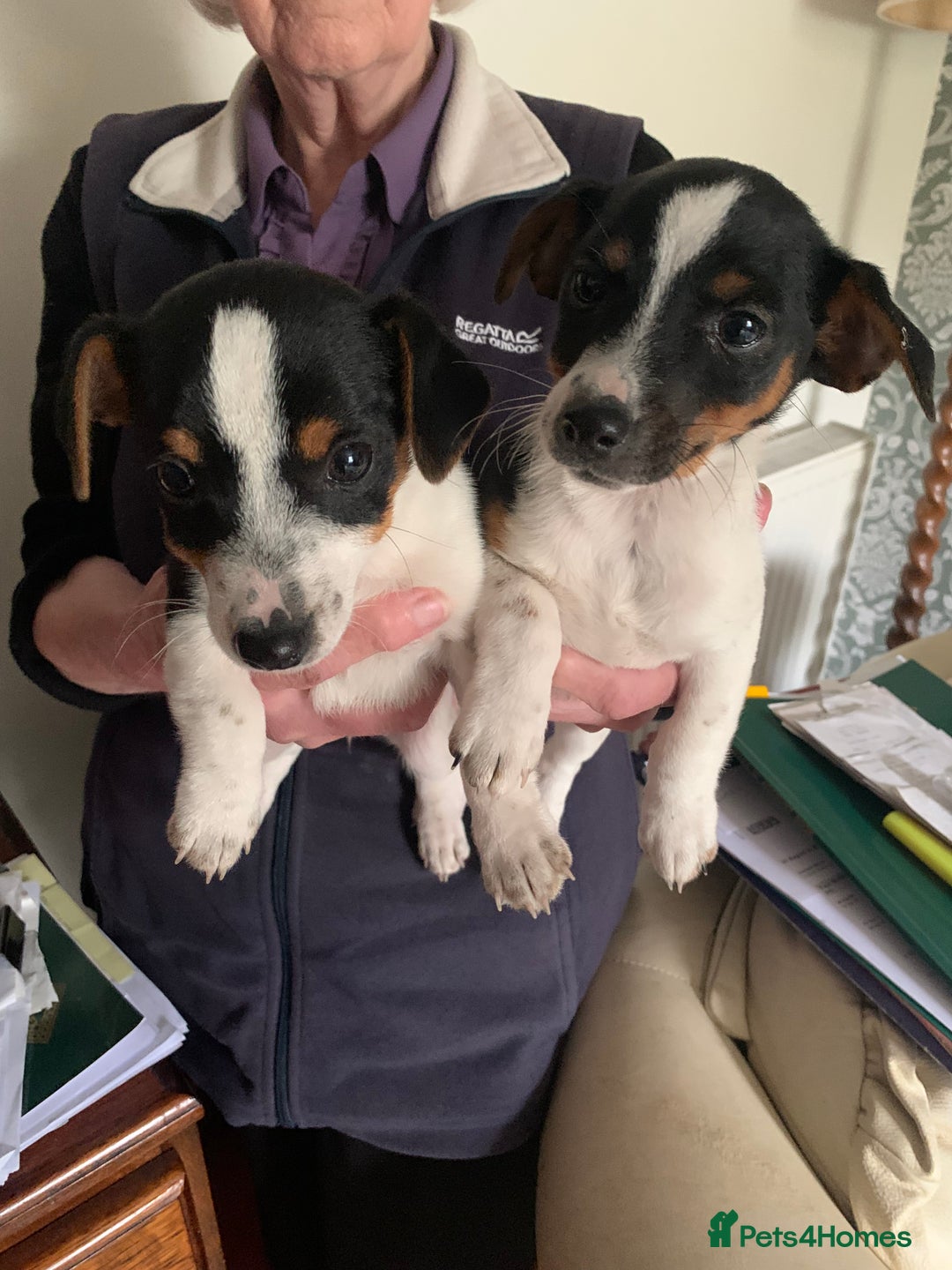 Jack Russell dogs for sale: Miniature jack russel puppies - Image 2