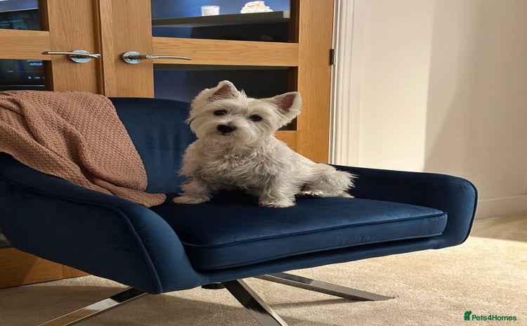 West Highland Terrier dogs - Advert 4