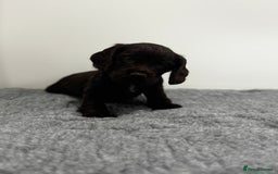 Cocker Spaniel dogs for sale: 4 beautiful cocker spaniel pups for sale - Image 5