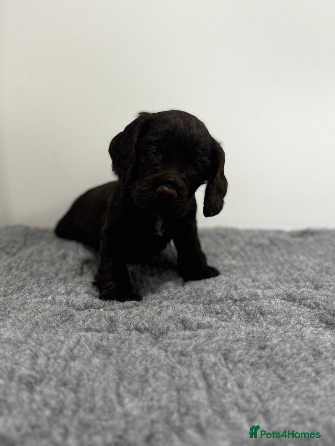 Cocker Spaniel dogs for sale: 4 beautiful cocker spaniel pups for sale - Image 5