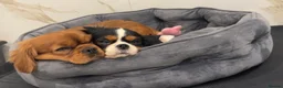 Cavalier King Charles Spaniel dogs for sale: Adult Cavalier girl looking for the best home  - Advert 3