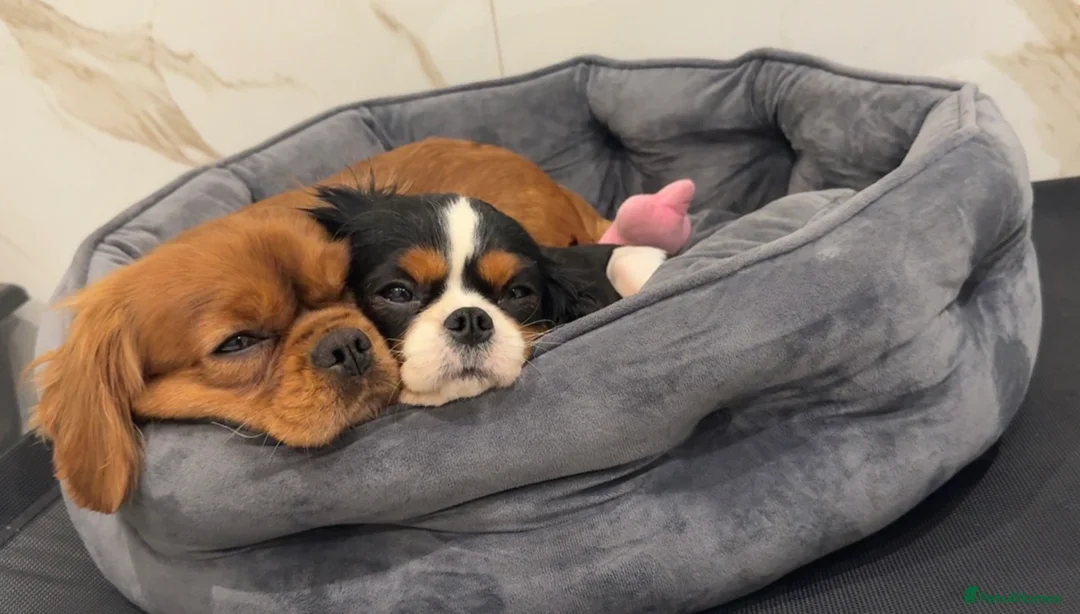 Cavalier King Charles Spaniel dogs for sale: Adult Cavalier girl looking for the best home  - Advert 3