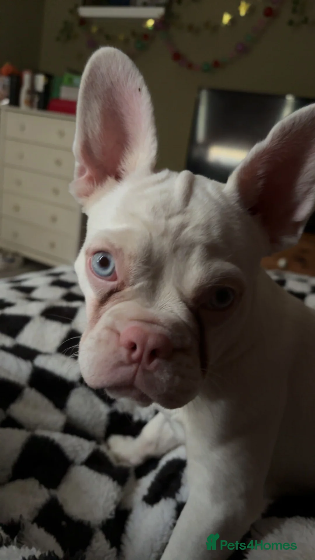 French Bulldog dogs for sale: Beautiful Delilah  - Advert 4