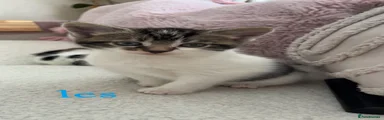 Les