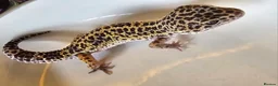 Leopard Gecko reptiles for sale: Male leopard gecko in Chelmsford - Advert 1