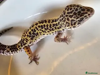 Leopard Gecko reptiles Male leopard gecko in Chelmsford - Advert 3
