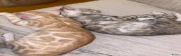 Bengal cats for sale: Bengal girls  - Advert 5