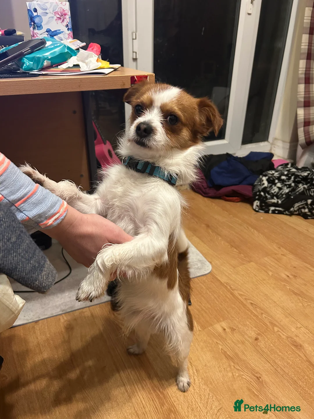 Chorkie dogs for sale: Reggie the Chorkie - Advert 2