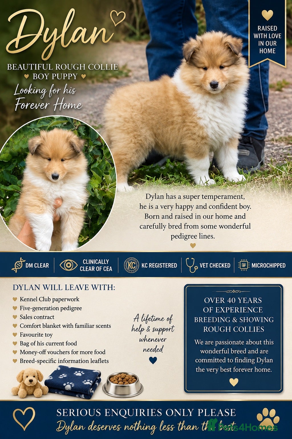 Rough Collie dogs Rough collie puppies - Advert 5
