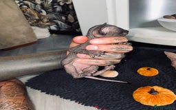 Sphynx cats for sale: Stunning Canadian sphynx kittens - Image 10