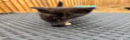 Mixed Breed cats for sale: Kittens Looking for Loving Families - Advert 9