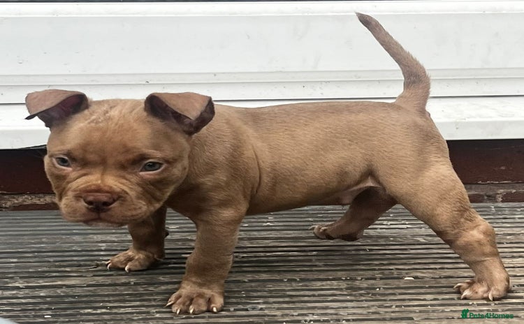 American Bully dogs in Wolverhampton - Advert 1